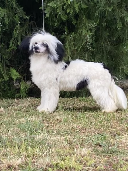 Cane Crestato Cinese  Cuccioli | Foto 5