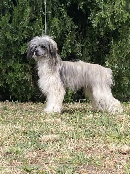 Cane Crestato Cinese  Cuccioli | Foto 4