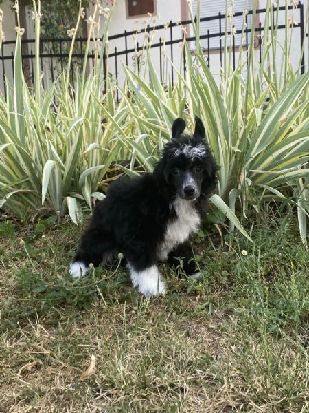 Cane Crestato Cinese  Cuccioli | Foto 3