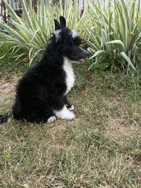Cane Crestato Cinese  Cuccioli | Foto 2
