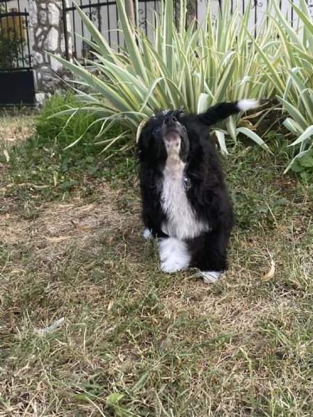 Cane Crestato Cinese  Cuccioli
