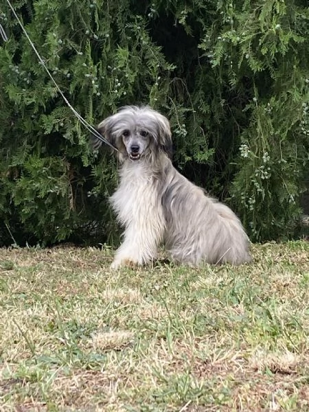Cane Crestato Cinese  Cuccioli | Foto 0