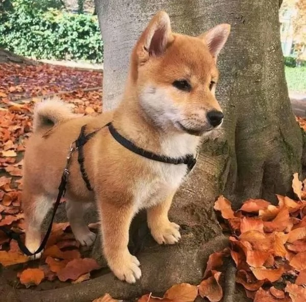 Shiba Inu cuccioli maschio e femmina