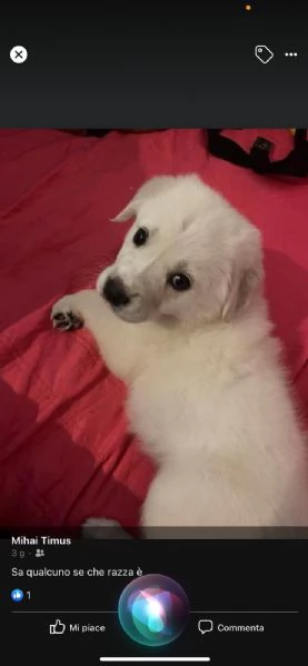  Golden Retriever cuccioli maschio e femmina | Foto 0
