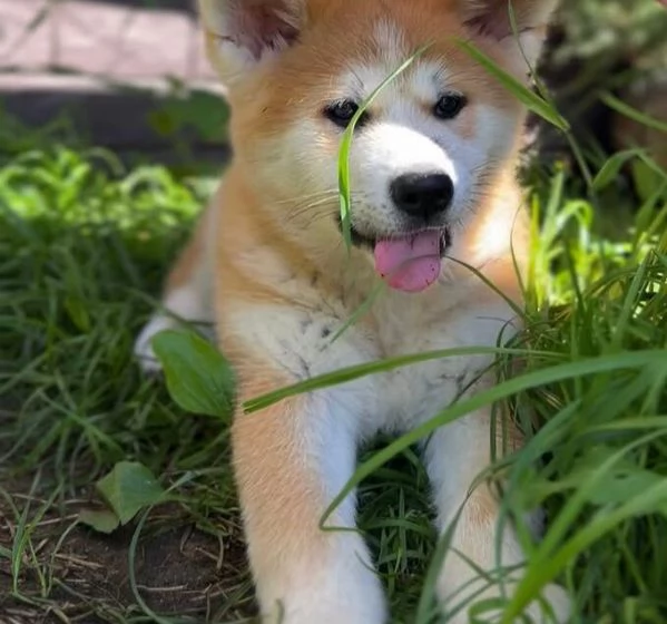 Akita inu cuccioli maschio e femmina