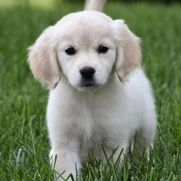 Golden Retriever cuccioli maschio e femmina