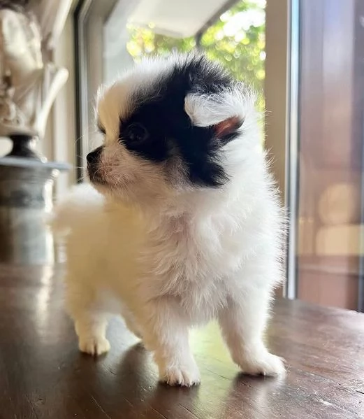 Volpino Pomeranian cuccioli maschio e femmina