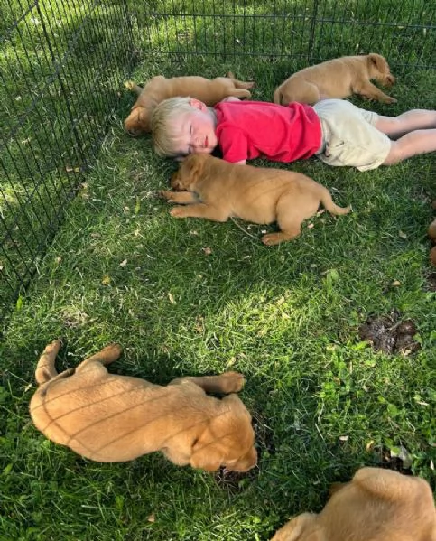 20 Labrador Retriever cuccioli maschio e femmina