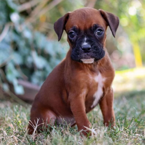 Boxer cuccioli maschio e femmina