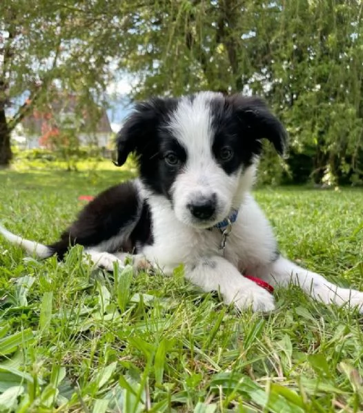 Border Collie cuccioli maschio e femmina | Foto 0
