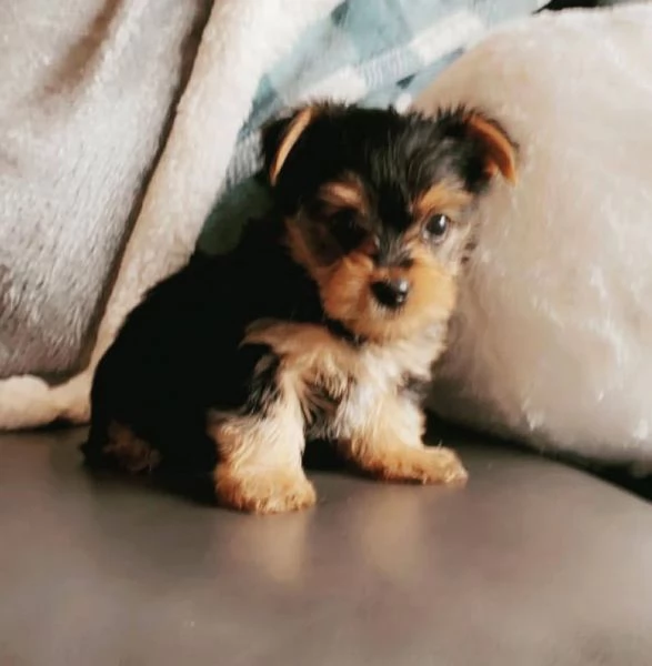 Yorkshire Terrier cuccioli maschio e femmina | Foto 0
