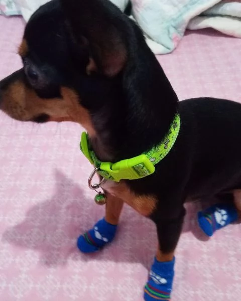Pinscher Mini cuccioli maschio e femmina | Foto 1