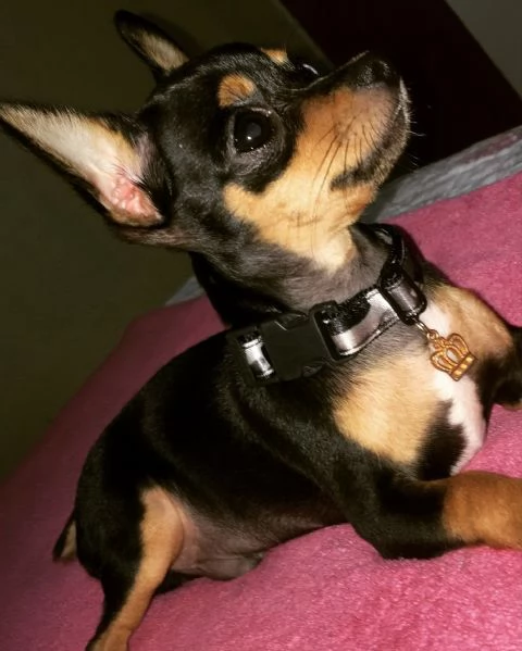 Pinscher Mini cuccioli maschio e femmina | Foto 0
