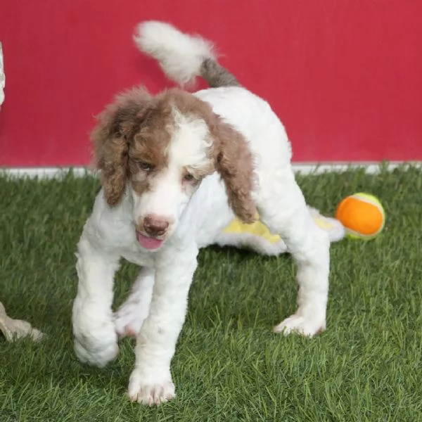 Barboncino Bianca cuccioli maschio e femmina | Foto 0