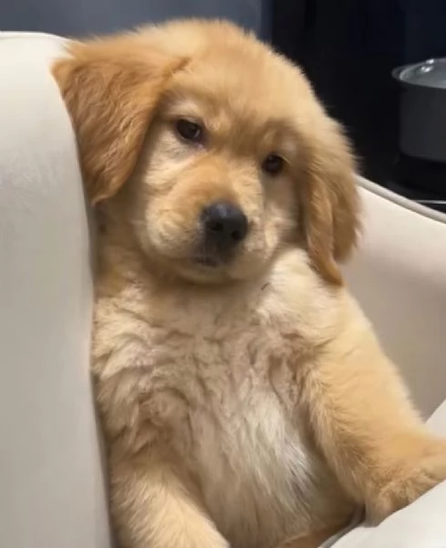 Golden Retriever cuccioli maschio e femmina | Foto 0