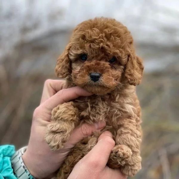 Cuccioli Di Barbincino 