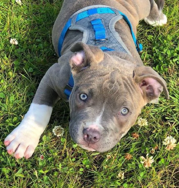 Cuccioli di pitbull 