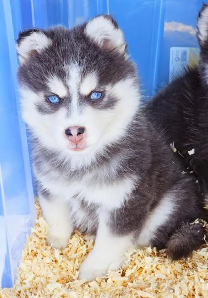 Cuccioli di Pomsky disponibili per ladozione | Foto 1