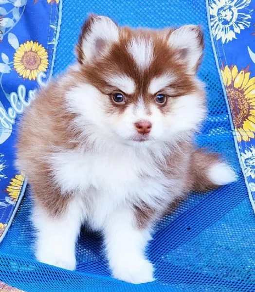 Cuccioli di Pomsky disponibili per ladozione