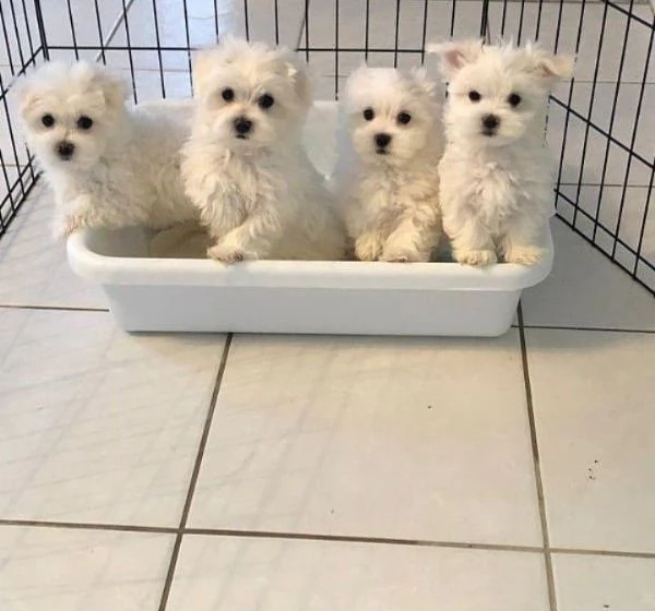 Cuccioli di maltese disponibili per ladozione