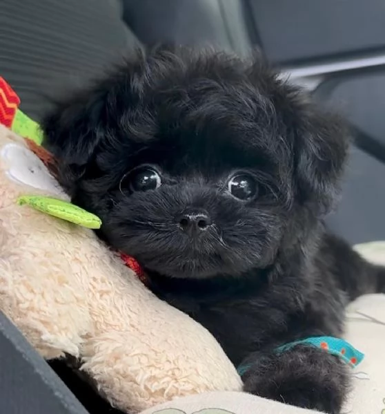 Cuccioli di barboncino toy disponibili per ladozione | Foto 4