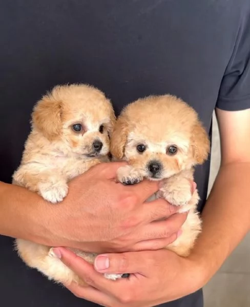 Cuccioli di barboncino toy disponibili per ladozione | Foto 3