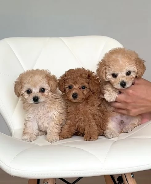 Cuccioli di barboncino toy disponibili per ladozione | Foto 2
