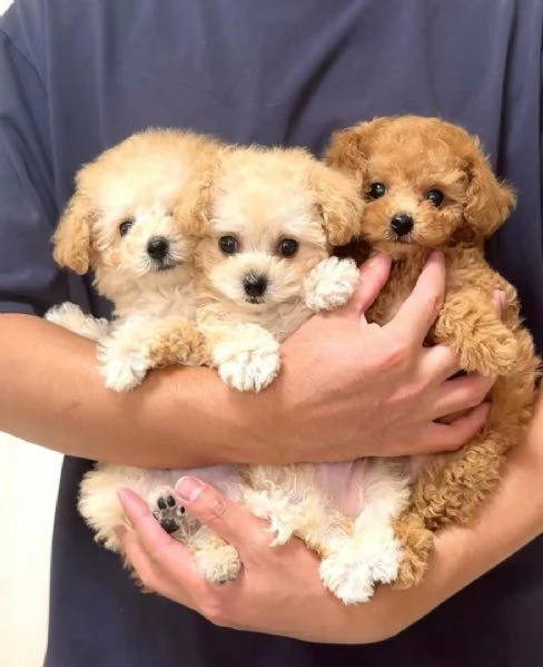 Cuccioli di barboncino toy disponibili per ladozione