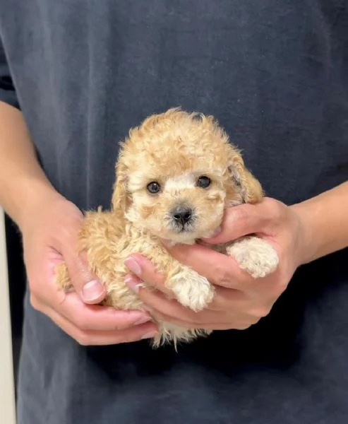 Cuccioli di barboncino toy disponibili per ladozione | Foto 1