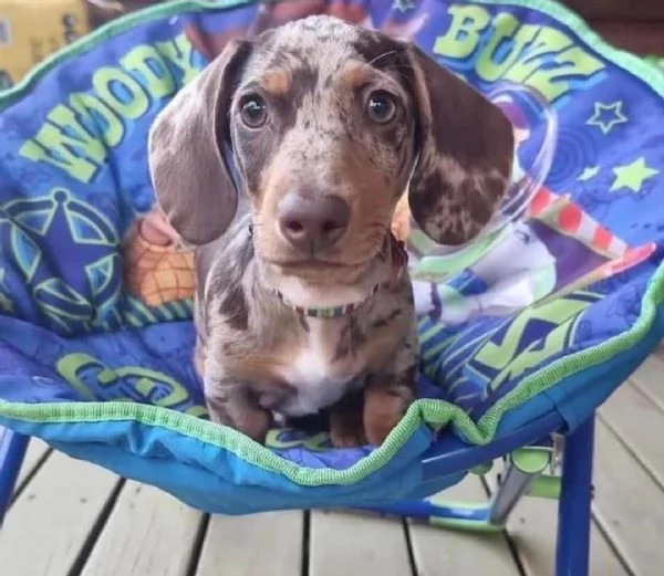 cucciolo di bassotto disponibile per ladozione     | Foto 4