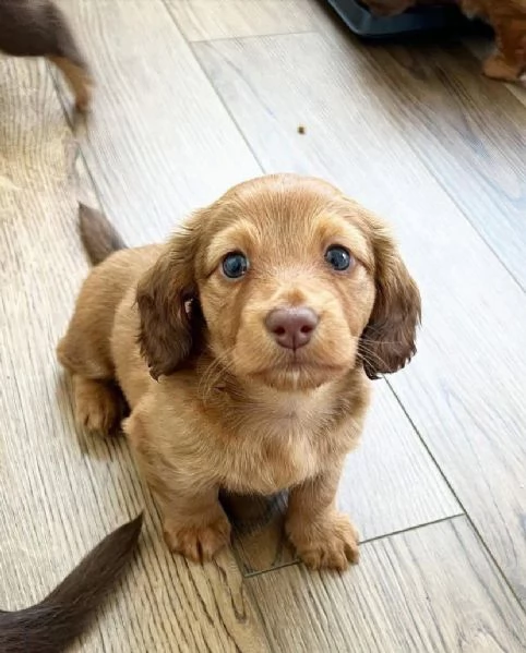 cucciolo di bassotto disponibile per ladozione     | Foto 3