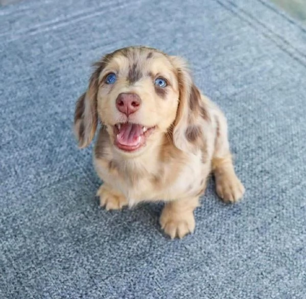 cucciolo di bassotto disponibile per ladozione     | Foto 2