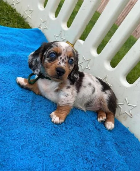 cucciolo di bassotto disponibile per ladozione     | Foto 1