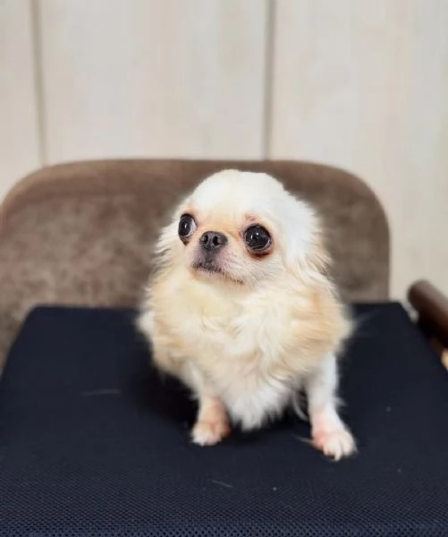 Disponibili cuccioli di Chihuahua per ladozione | Foto 0