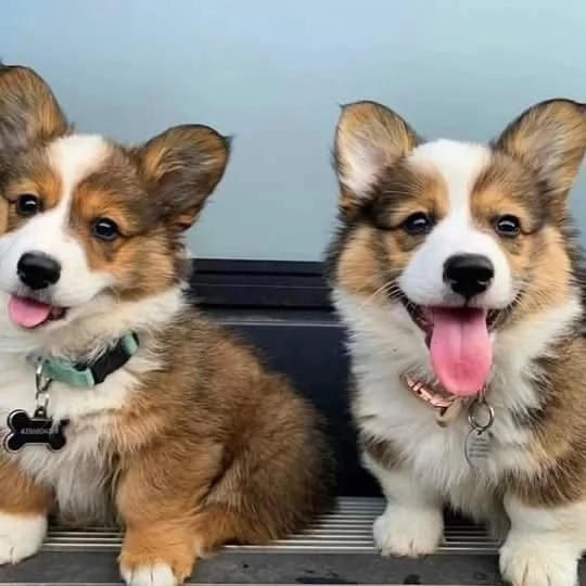 Cuccioli di Corgi disponibili per ladozione