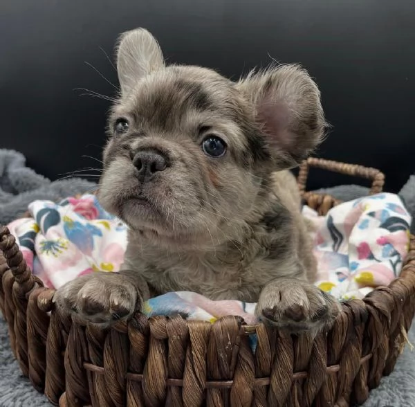 Adotta un adorabile cucciolo di bulldog francese | Foto 1