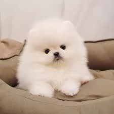 Volpini cuccioli | Foto 0