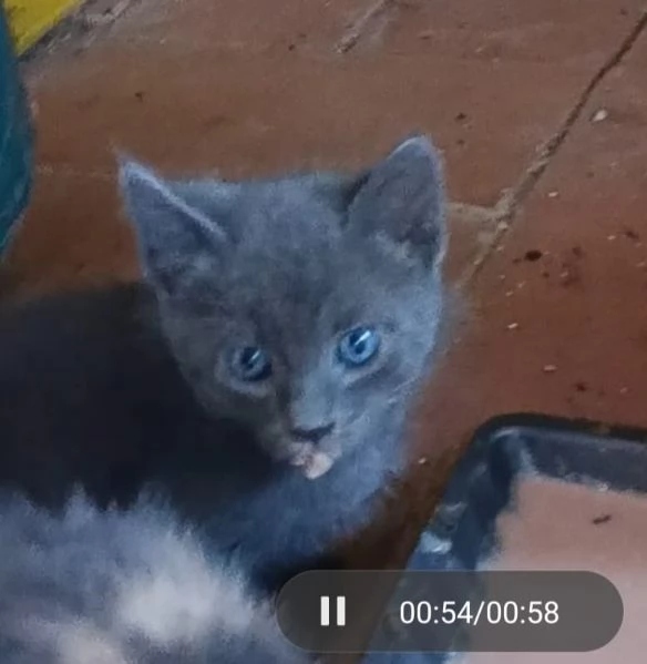 regalo gattini