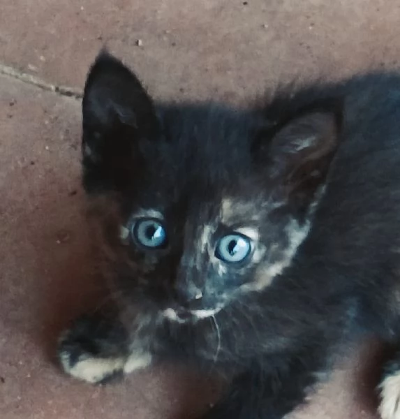 regalo gattini | Foto 3