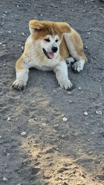 Maschio Akita inu