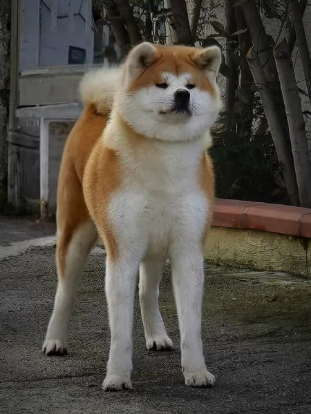 Maschio Akita inu | Foto 4