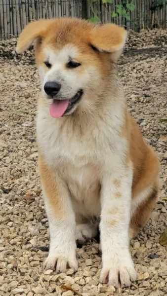 Maschio Akita inu | Foto 3