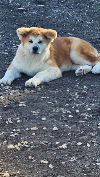 Maschio Akita inu | Foto 2