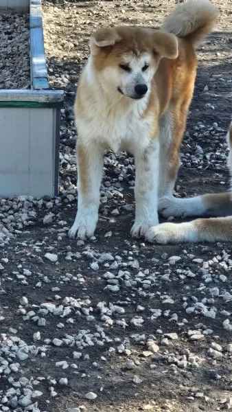 Maschio Akita inu | Foto 1
