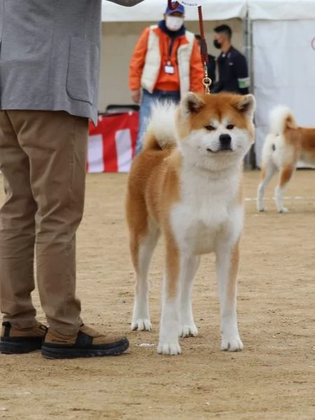 Maschio Akita inu | Foto 0
