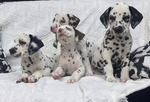 Cuccioli di Dalmata in cerca di una famiglia per sempre
