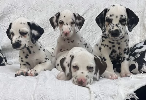 Cuccioli di Dalmata in cerca di una famiglia per sempre | Foto 0