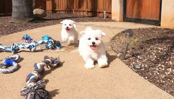 Regalo Maltese