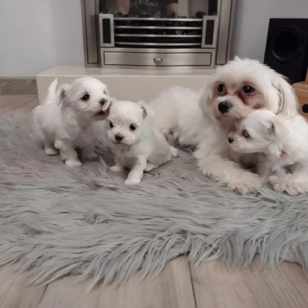 Cuccioli di Maltese cresciuti con amore per ladozione