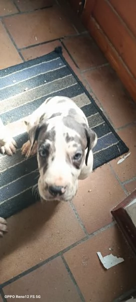 Cucciola di Alano arlecchino  | Foto 4